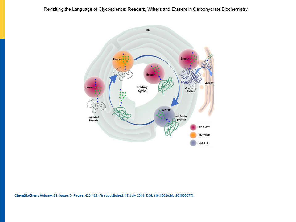 Glycoscience readers, writers and erasers in carbohydrate biochemistry